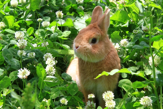 うさぎ